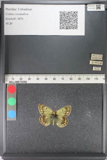 Media type: image;   Entomology 125334